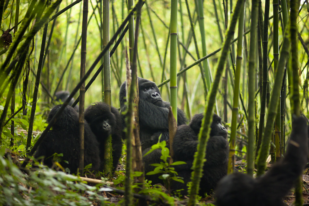 5-Day Rwanda Gorilla Tour