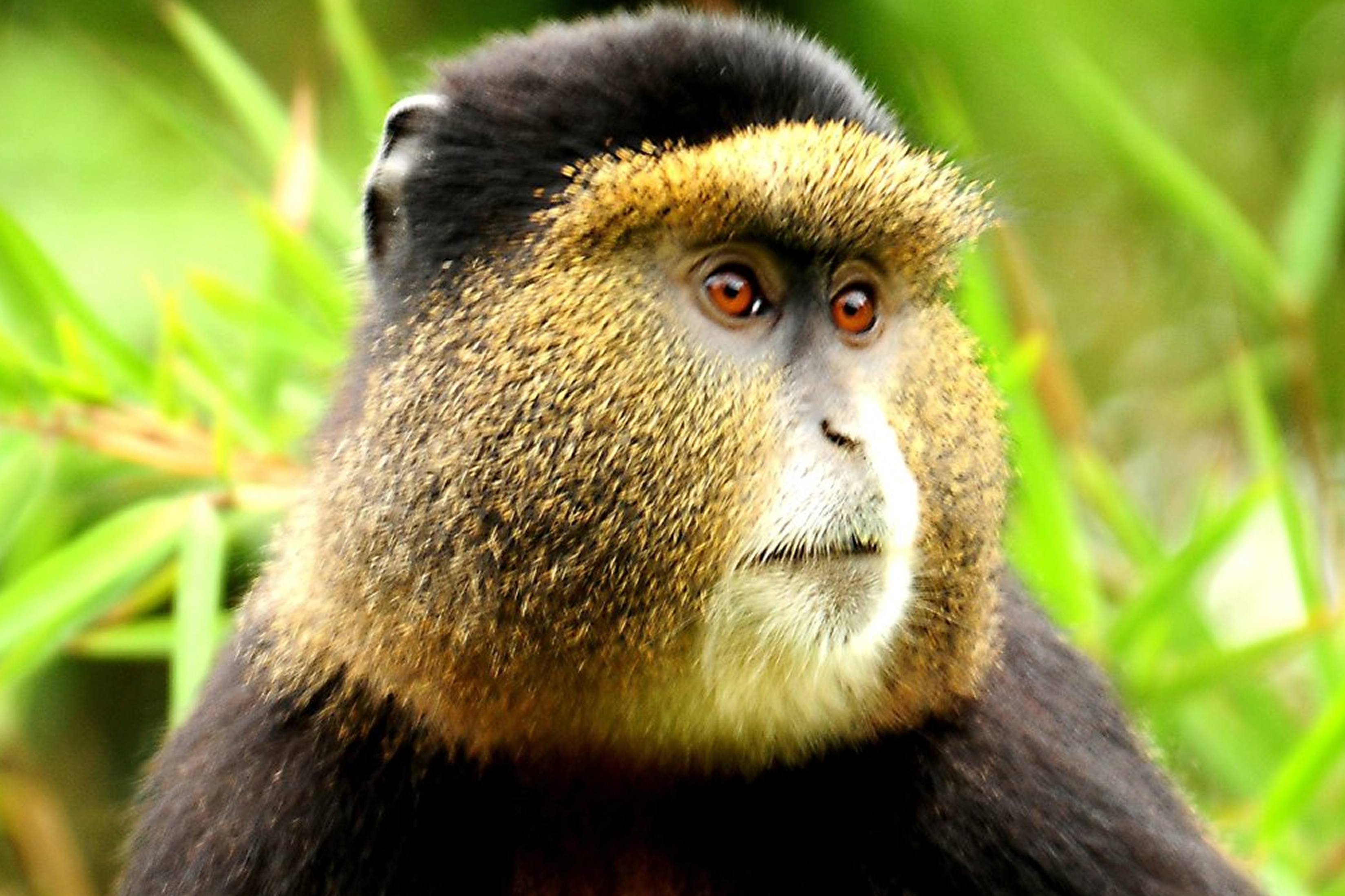 3-Day Uganda Gorilla & Golden Monkey Trekking