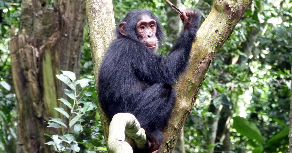 3-Day Chimpanzee Trekking in Nyungwe National Park
